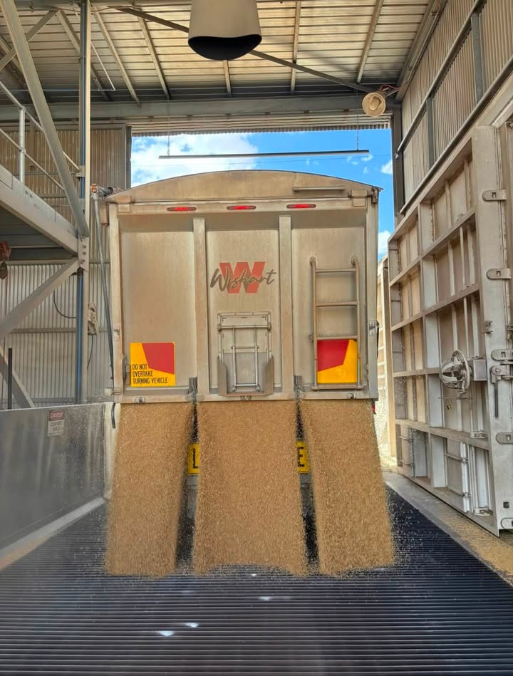 🌾🚚 WISHARTS ARE LOOKING FOR GRAIN HARVEST TRUCK DRIVERS! 🚚🌾 Grain Harvest + Beyond |…